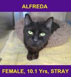 ALFREDA 